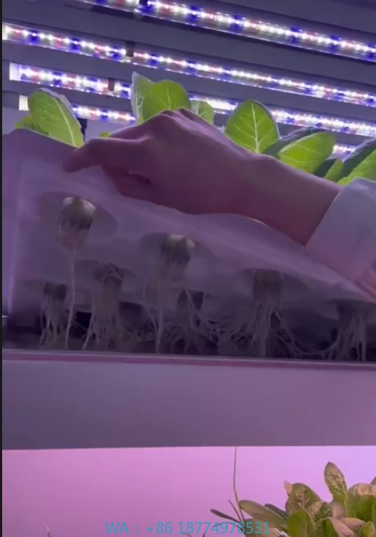Agriculture Farming System - 온실 농업 장비 버섯 채소 과일